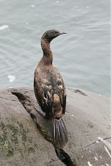 Pelagic Cormorant